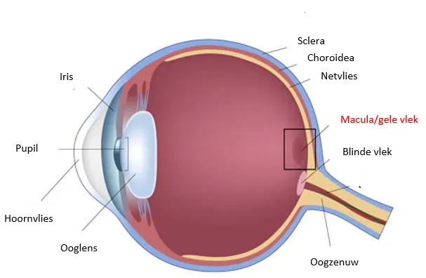 Oogkliniek Zeeland Maculadegeneratie