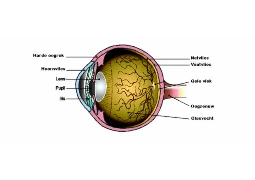 Vaatafsluiting In Het Oog Oogkliniek Zeeland
